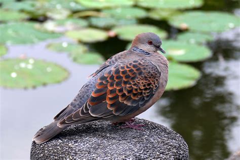 斑鳩死前的徵兆|急！撿到班鳩幼鳥！教我怎麼救牠